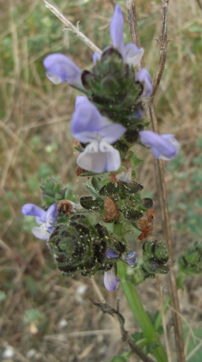 Salvia verbenaca